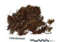 藏品(暖地真苔)的圖片